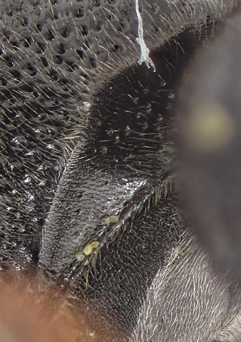 Stenodynerus picticrus